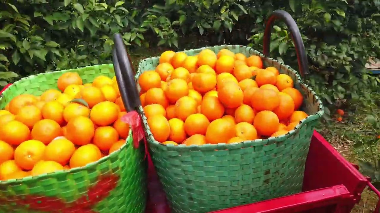 whatsapp：+86 183 6966 3286