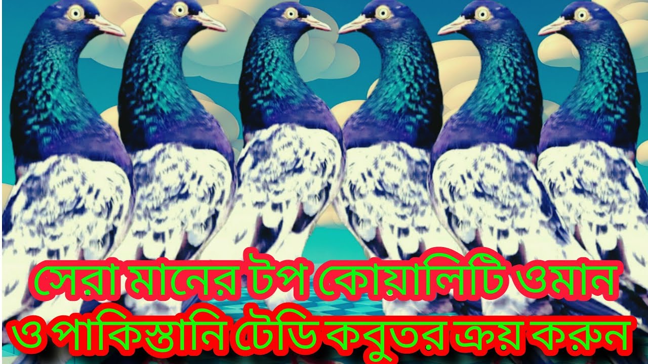পিওর ব্লাড লাইনের ওমান টেডি, ১২৮ টেডি,কেটিএম টেডি,১০০% উড়ার গ্যারান্টি সহ ক্রয় করুন, 