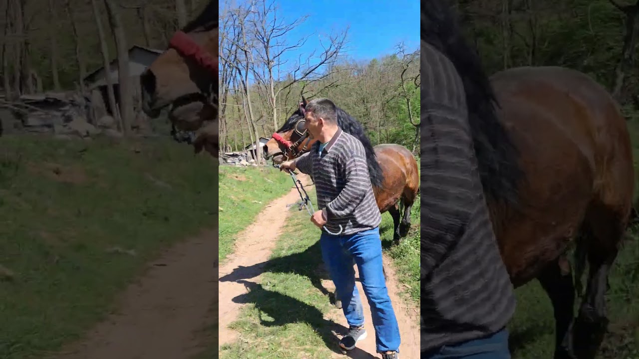 PUSTANJE PASTUVA NA KOBILU #foryou #balkany #konji #foryoupage