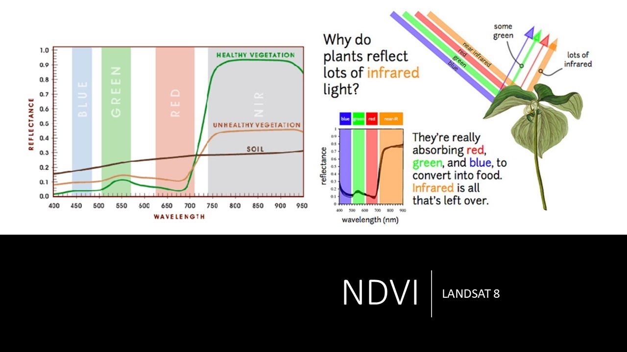 Curso Imágenes Satelitales  Parte II Índice de vegetación de diferencia normalizada Landsat 8
