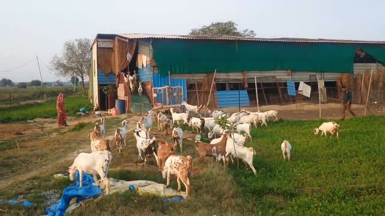 TOP quality barbari for sale 7017992603#goat #bakripalankaisekre #cirg 