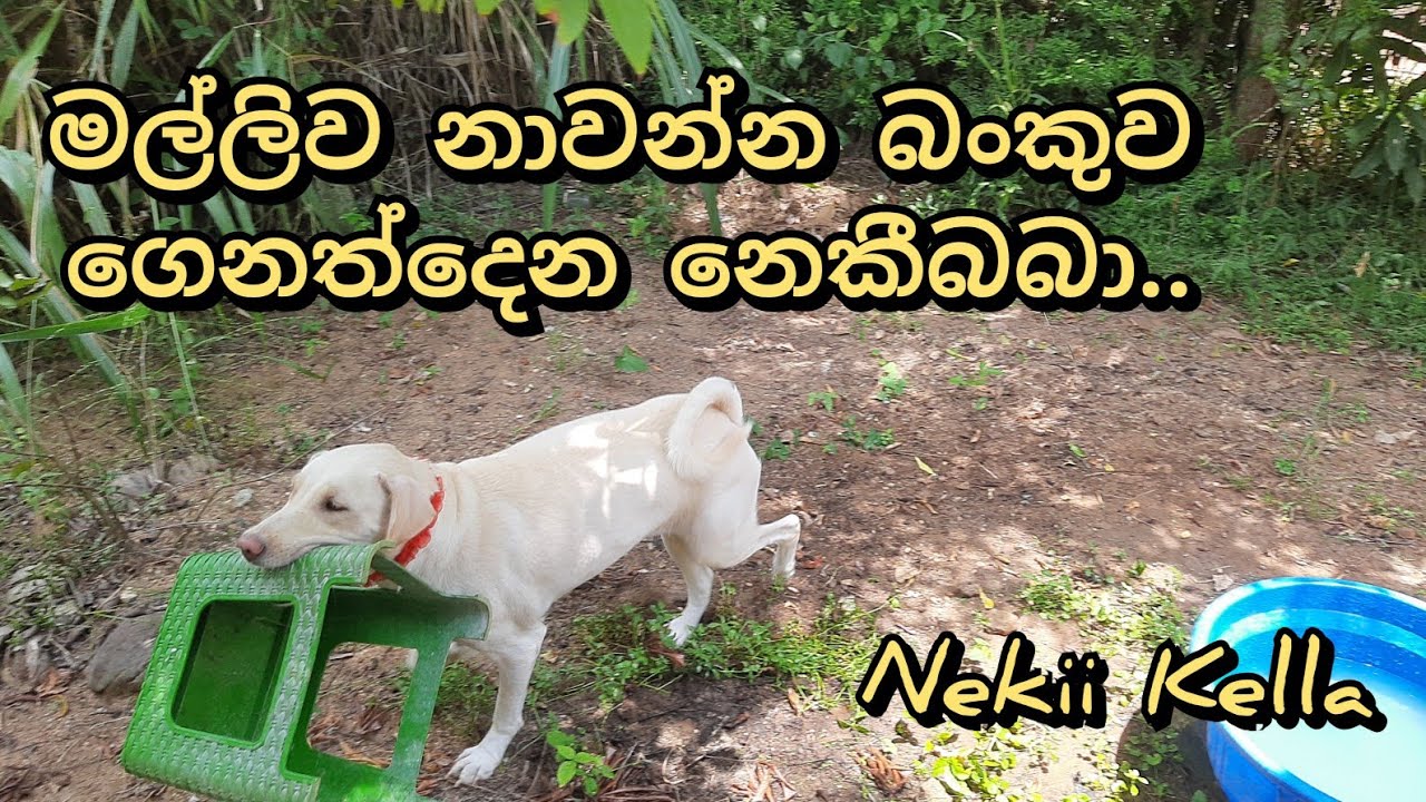 මල්ලිව නාවන්න උදව්කරන නෙකීබබා..| Smart Dog Nekii | Nekii with Sadam