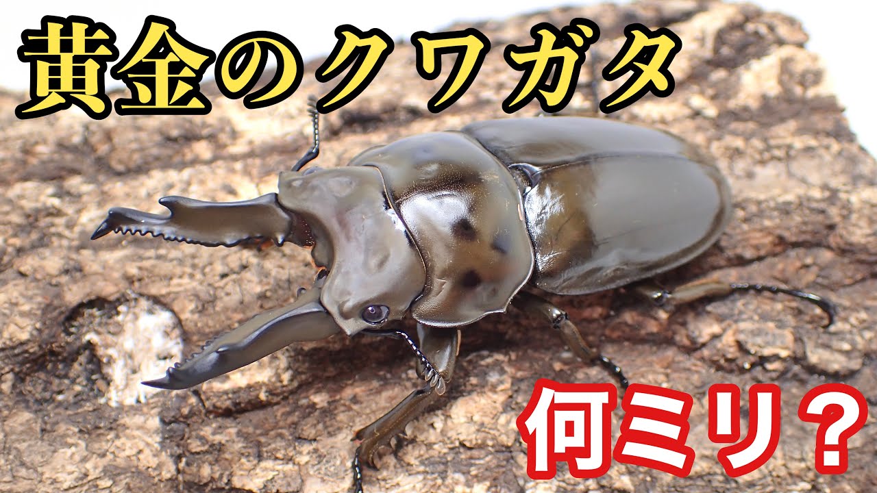 800mlボトルで羽化したオウゴンオニクワガタ 何ミリ？【クワガタ飼育】