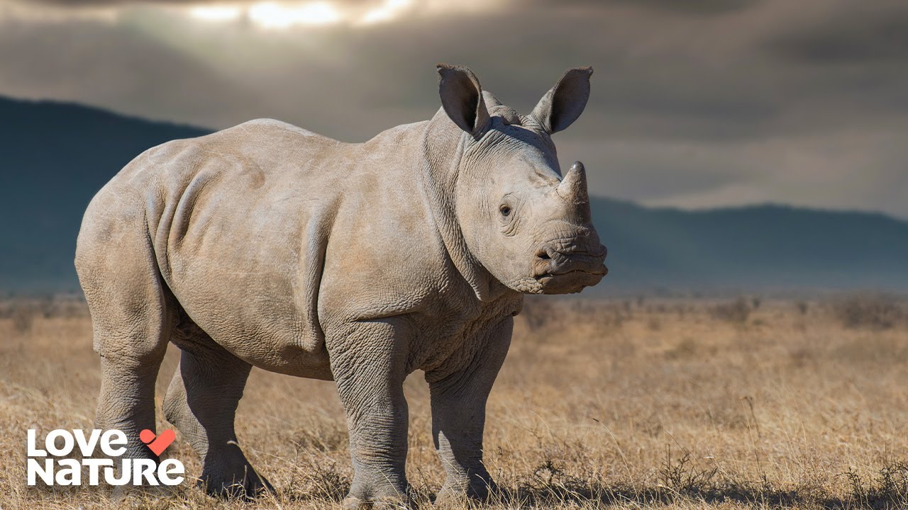 Kenya's First Community-Run Rhino Sanctuary | Kenya Wildlife Diaries 104+105