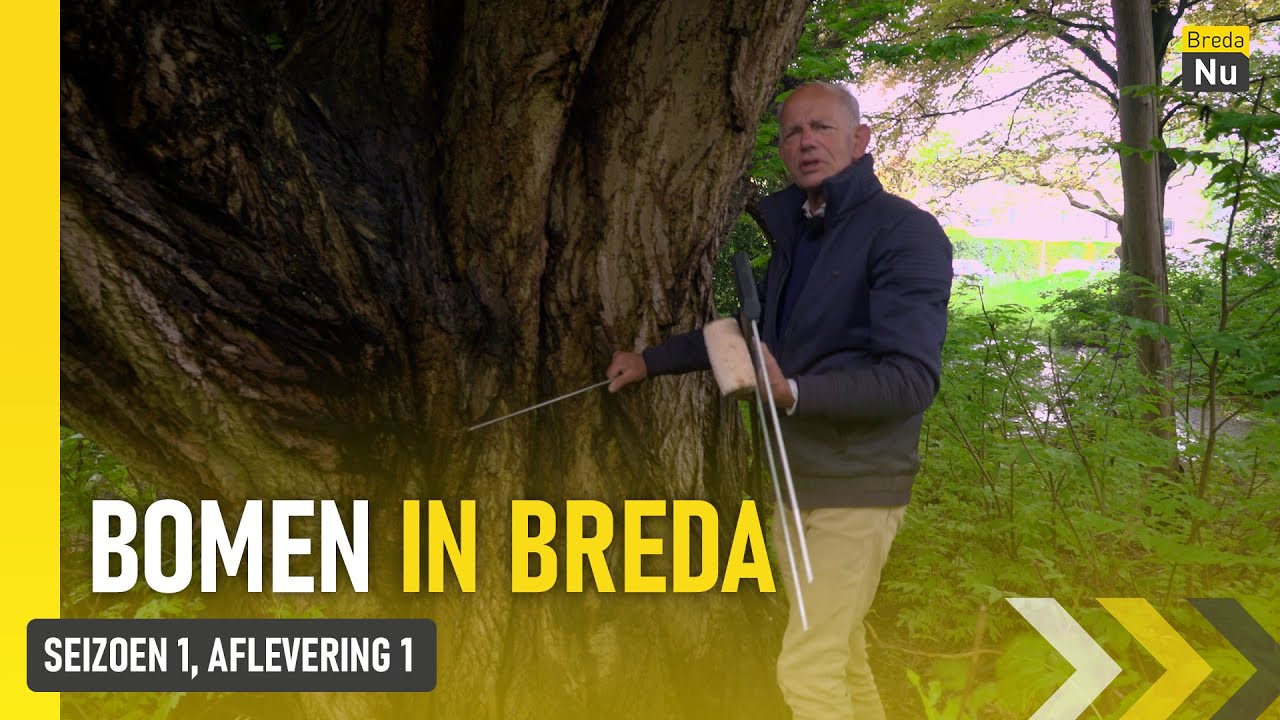 De Kaukasische vleugelnoot in de Maria Cherubinastraat | Bomen in Breda