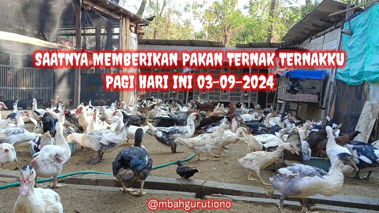SAATNYA MEMBERIKAN PAKAN TERNAK TERNAKKU PAGI HARI INI 03-09-2024 @mbahgurutiono