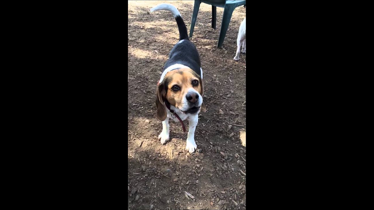 Beagle bark!