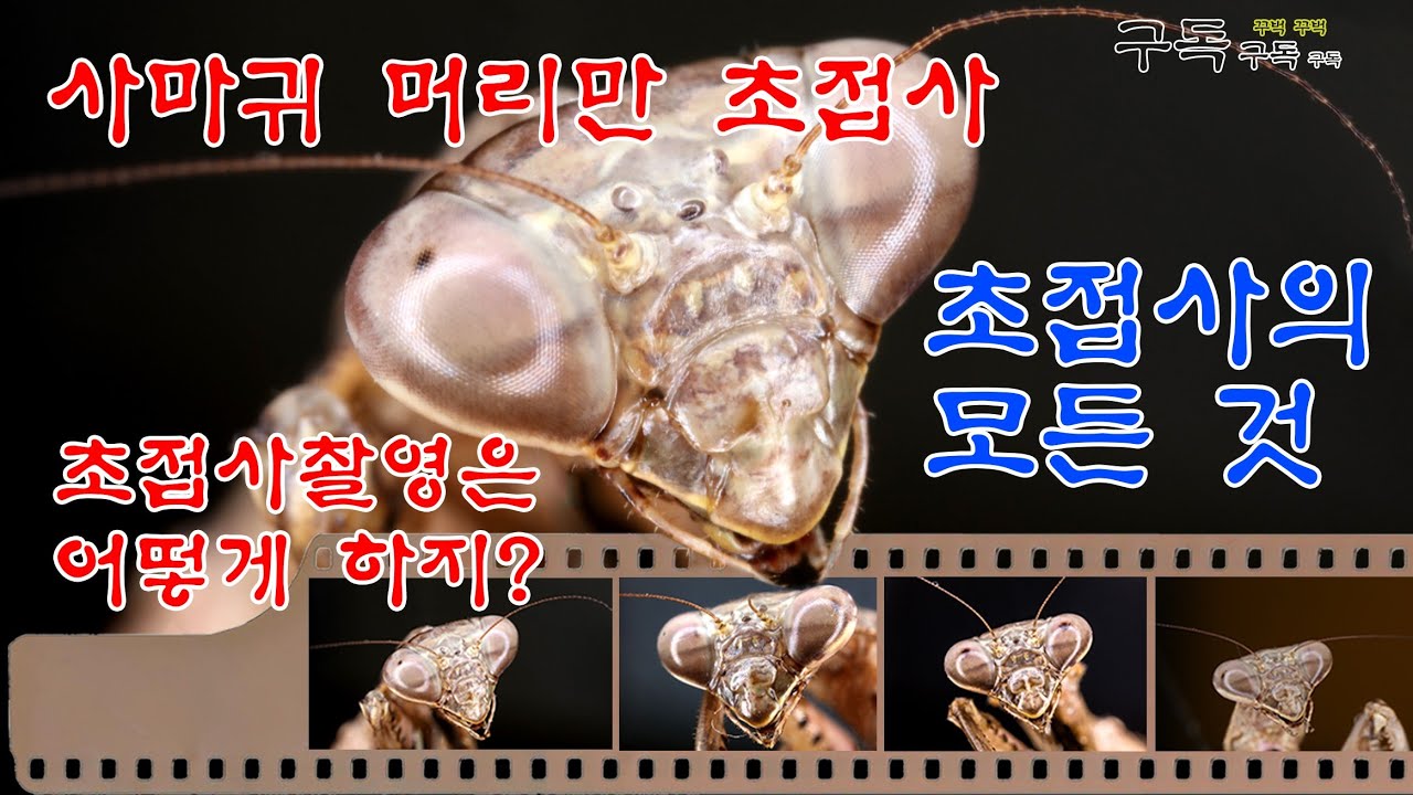 118.초접사 촬영(사마귀)을 합니다