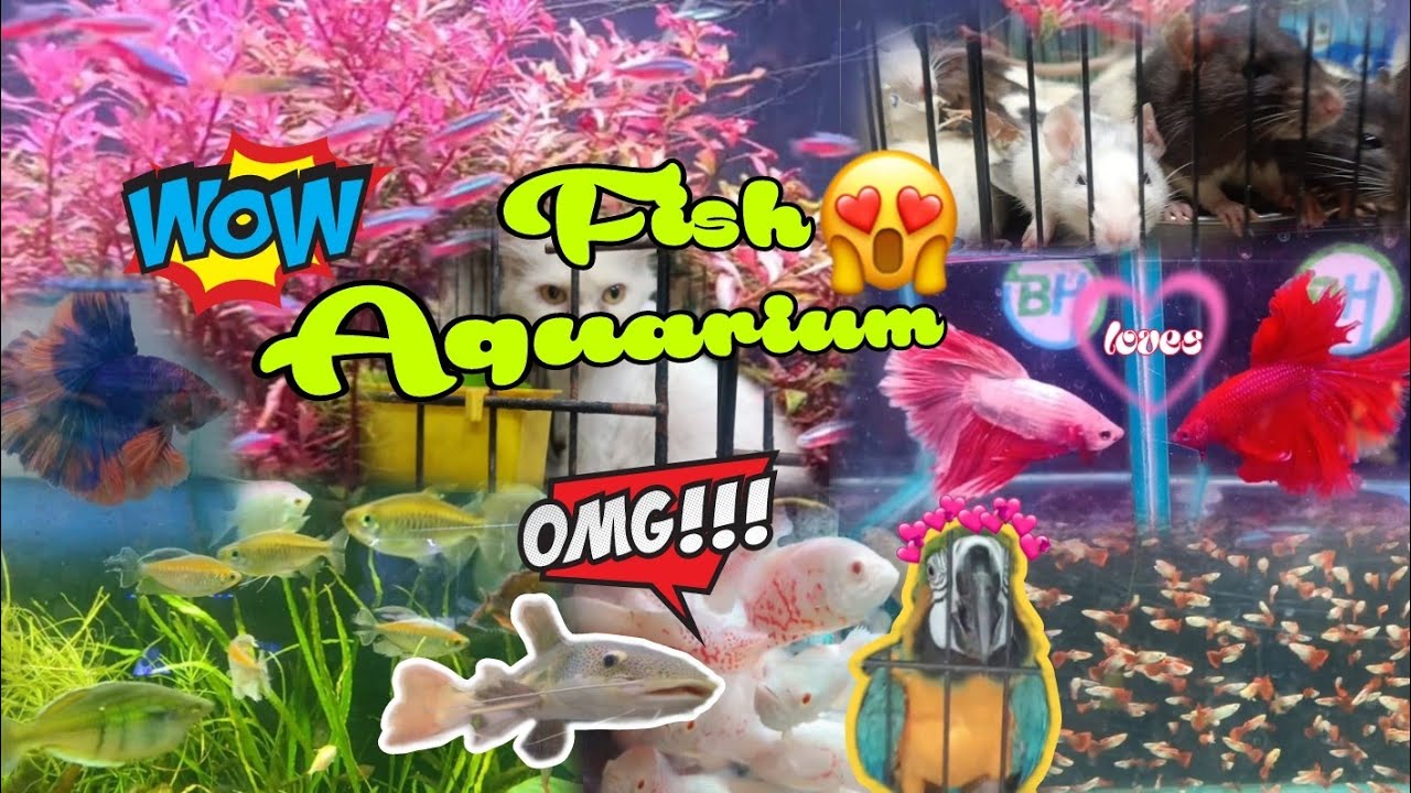 World number one fish aquarium rare fish collection best fish in the world 🌎#video #movie #song#love