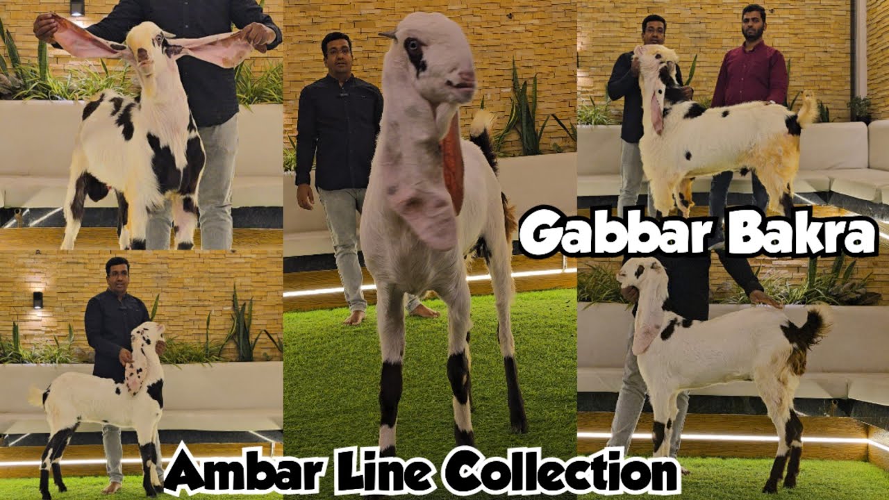 Amber Breedline Collection| Gabbar Amber ka Beta | Hyderabadi Top Breedline Bakriya| Hyderabad
