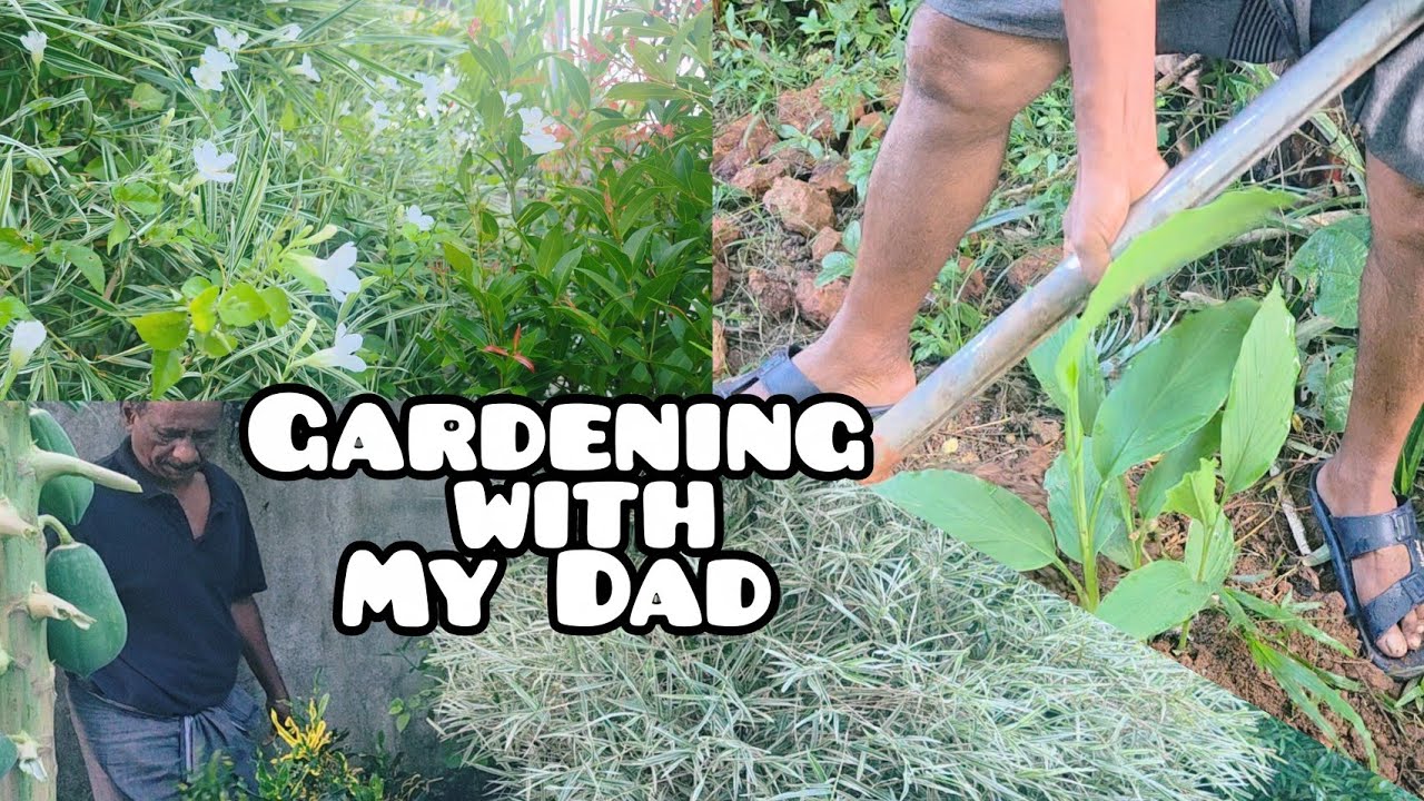 അച്ഛനും ഞാനും കൂടി രാവിലെ തന്നെ ജോലിതുടങ്ങി  ||  Gardening Vlog ||  My Home 