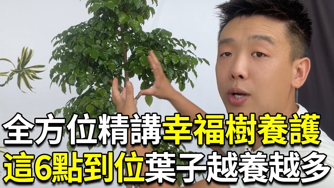 幸福树怎么养？幸福树的光温水土气肥精讲，养幸福树看我一个视频就够了【禅艺绿植工作室】
