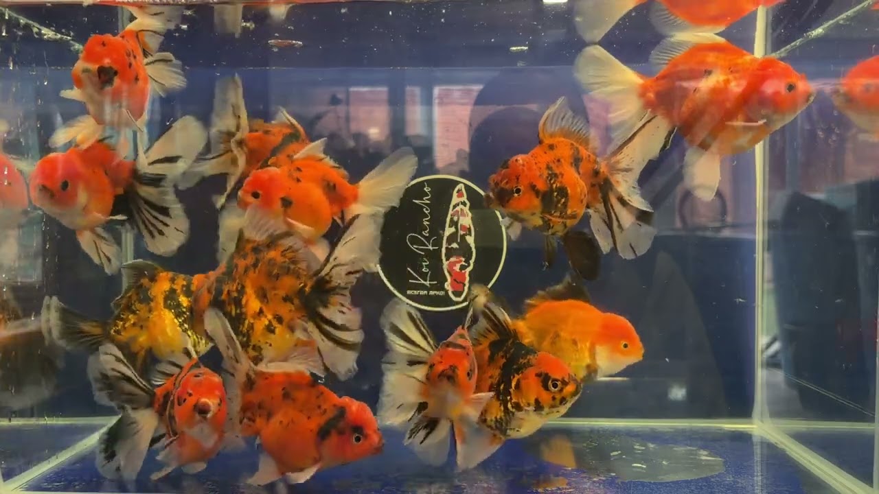 Оранда хвост роза Тигр 12-15см