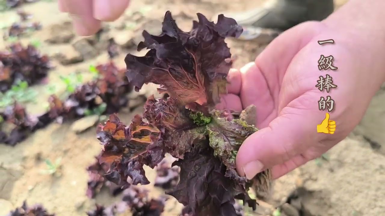 想知道種萵苣科的訣竅嗎？快來看看吧~~~有阿胖富的教學喔！~～~～~