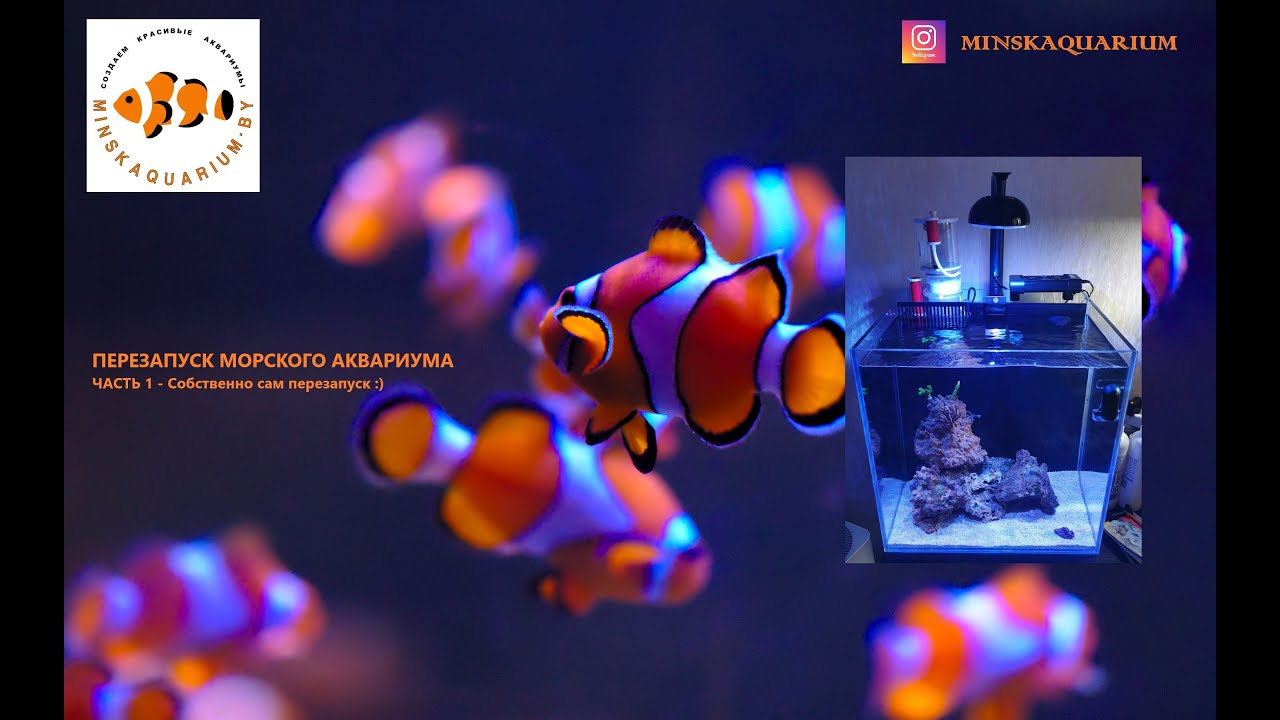 Перезапуск морского аквариума. Как промыть песок. Оборудование для аквариума.