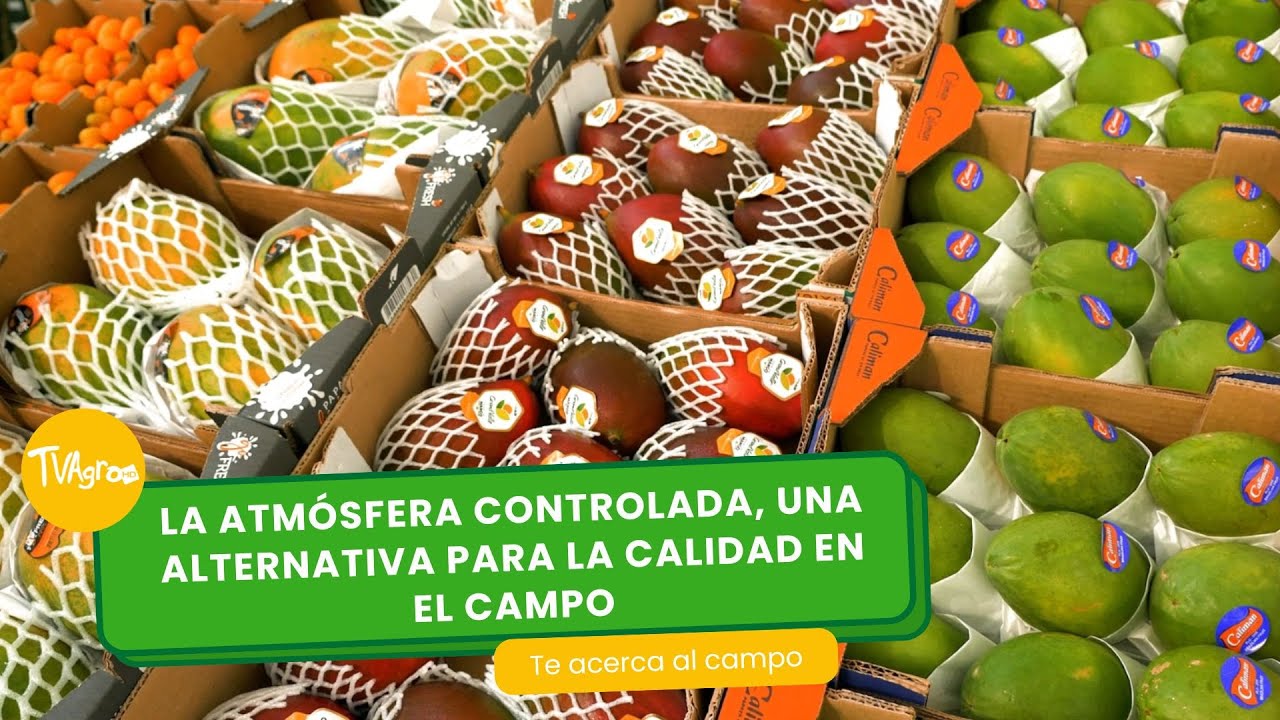 Atmósfera controlada, alternativa de calidad para el campo- TvAgro por Juan Gonzalo Angel Restrepo
