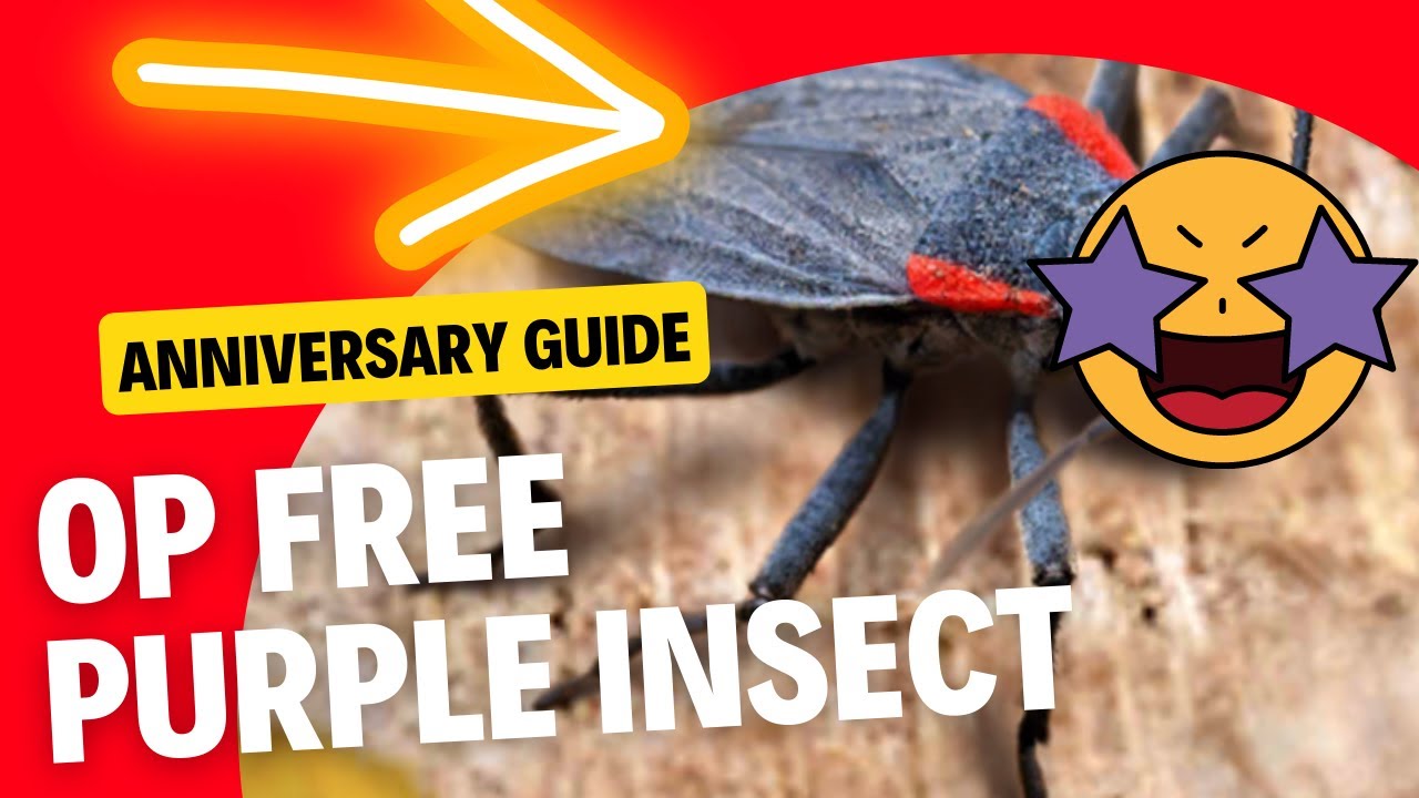 2nd Anniversary Guide/Costs | The Ants