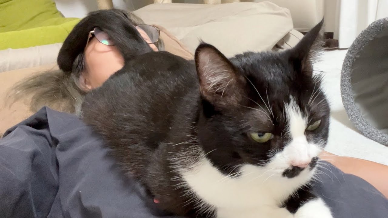 密着できれば満足で飼い主の状況などお構いなしな距離感バグり系猫