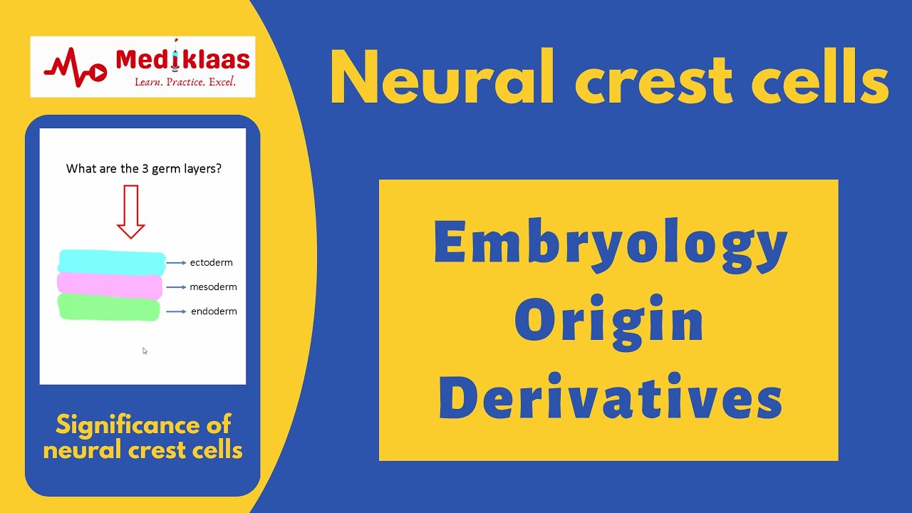 Neural crest cells and their significance
