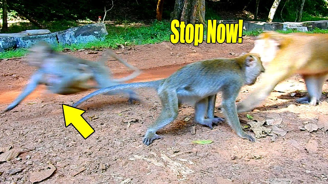Karmar! Monkey Alberto Was Almost Attacked By Former King Poleng Coz He Didn't Respect Shamika.
