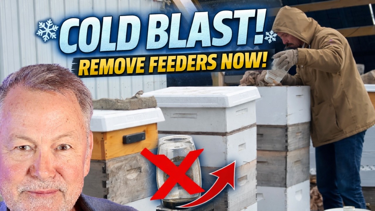 Beekeeping: Sudden Cold Snap &mdash; Removing Liquid Feeders NOW