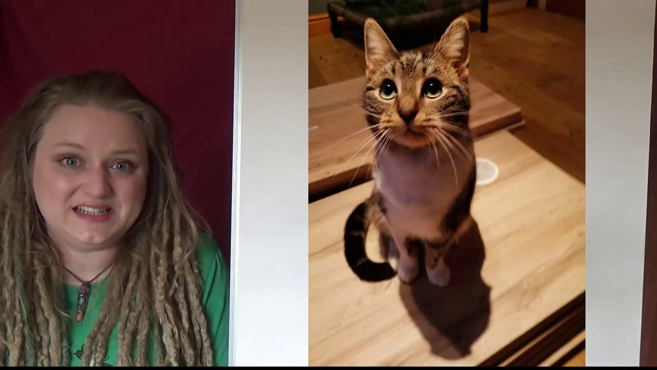 Meet the FIV cats of Ren's Rescue
