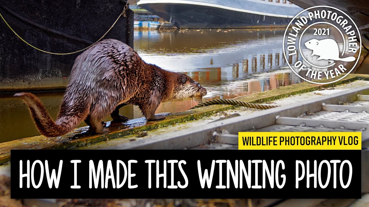 Wildlife Camera Trapping: Otter in amazing harbour setting | Camtraptions | LOWPOTY 2021 Winner