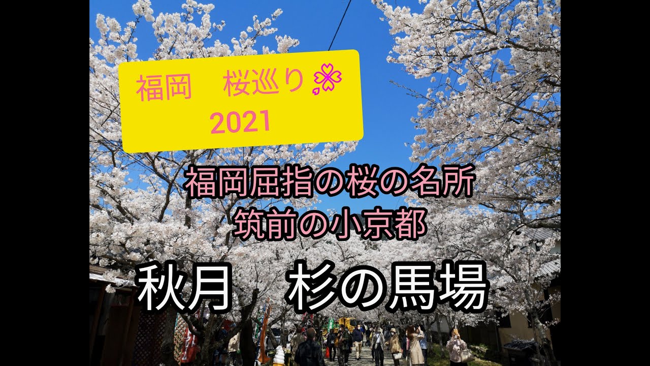 【福岡　桜巡り🌸2021】秋月杉の馬場