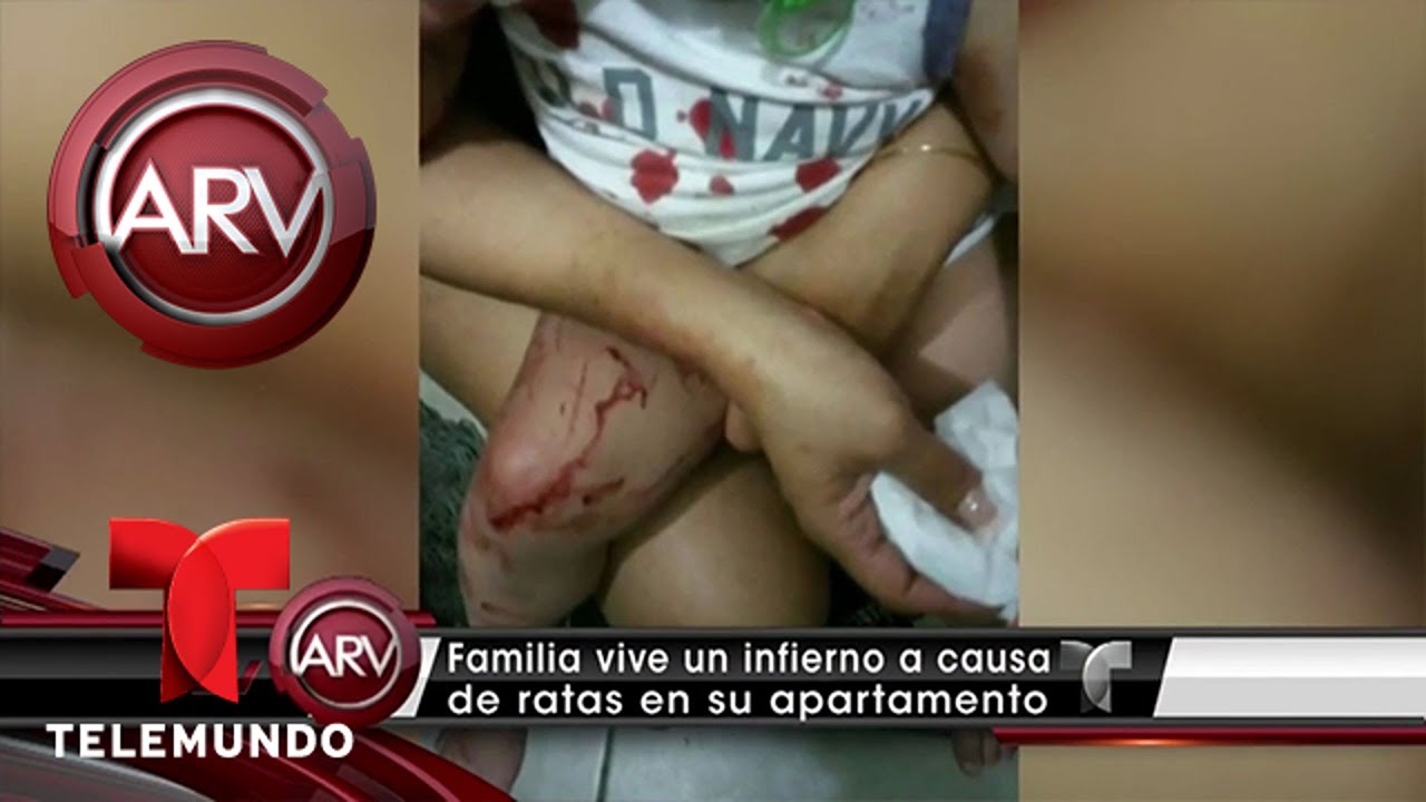 Familia denuncia ataques de ratas en apartamento | Al Rojo Vivo | Telemundo