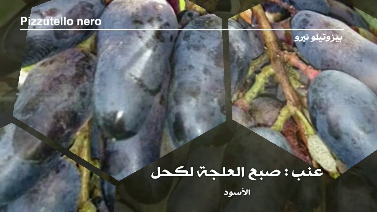 أصناف العنب 13 : أصبع العلجة لكحل : Pizzutello nero