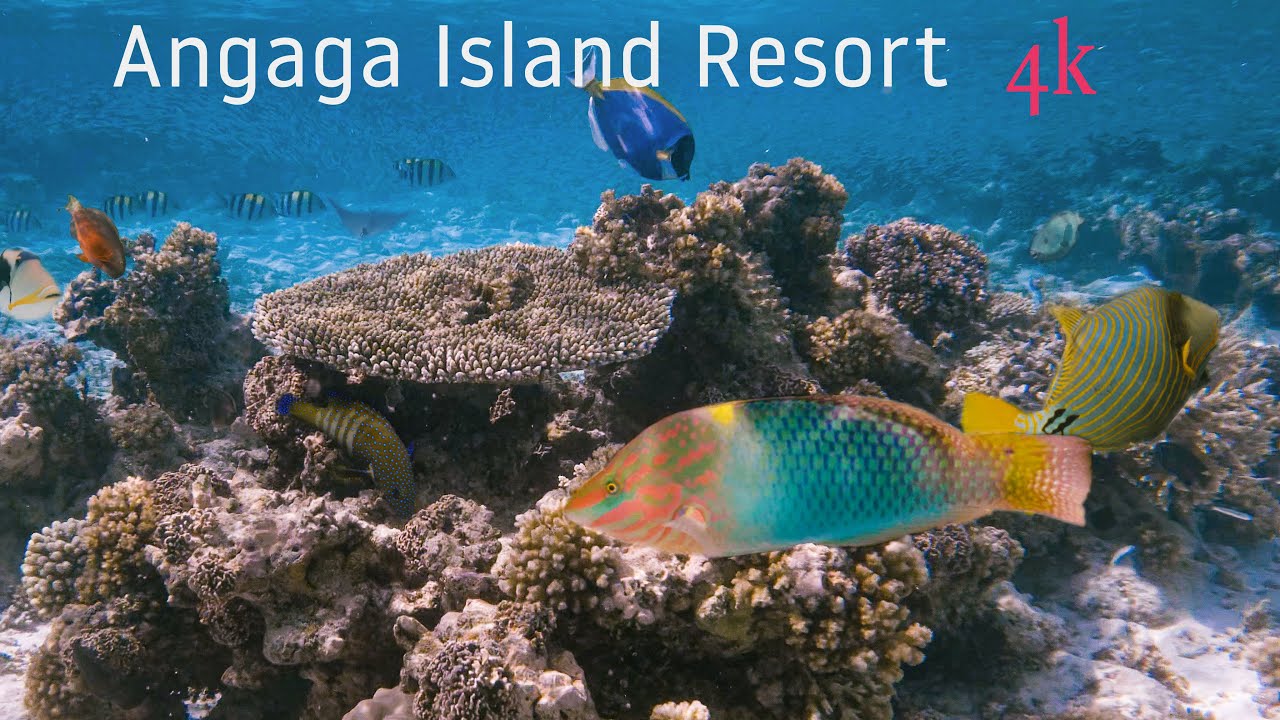 Angaga Island Resort - 4k - Schnorcheln am Hausriff