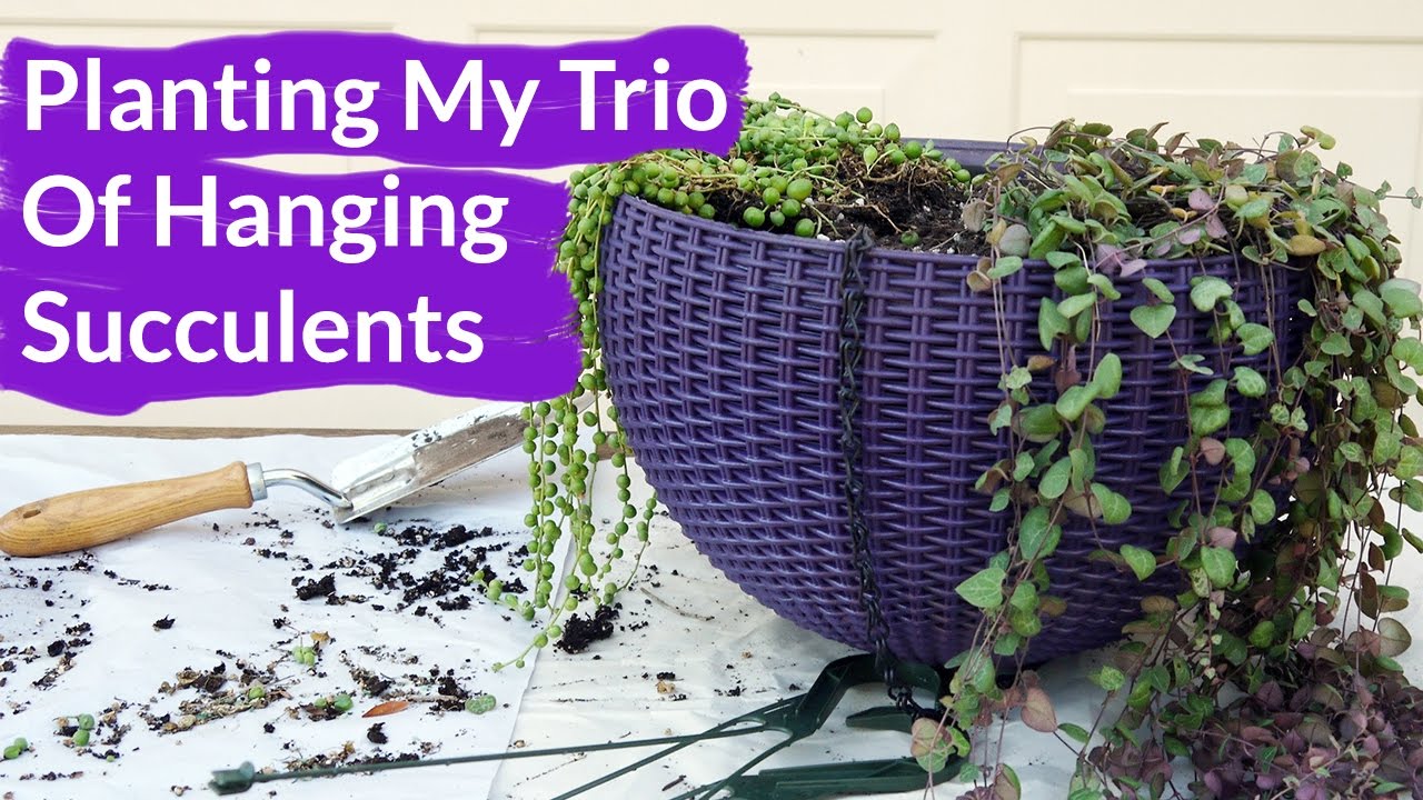 Planting My Trio Of Hanging Succulents / Joy Us Garden