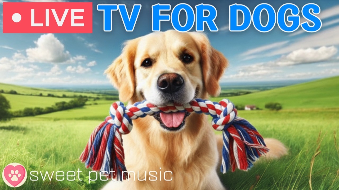 🔴24 Hours of Dog TV🎵🐶Calming Music for Dog Sleep🐾🩷Soothing Music for Dog Anxiety and Stress Relief