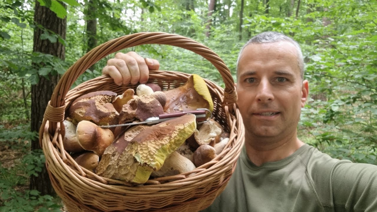 Gorąco i sucho, a GRZYBY DALEJ ROSNĄ - TRZECI KOSZ BOROWIKÓW 🍄‍🟫🍄‍🟫🍄‍🟫