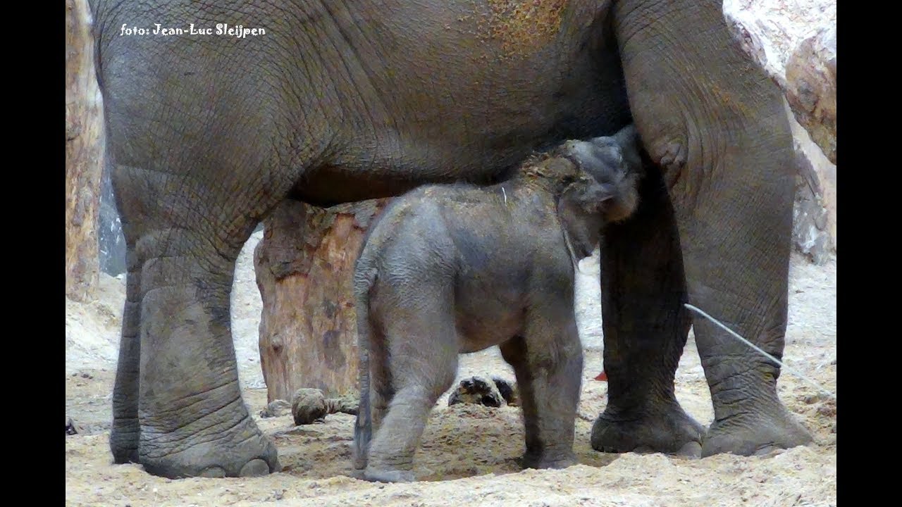 Dierenpark Amersfoort -  new born elephant 6 day's old