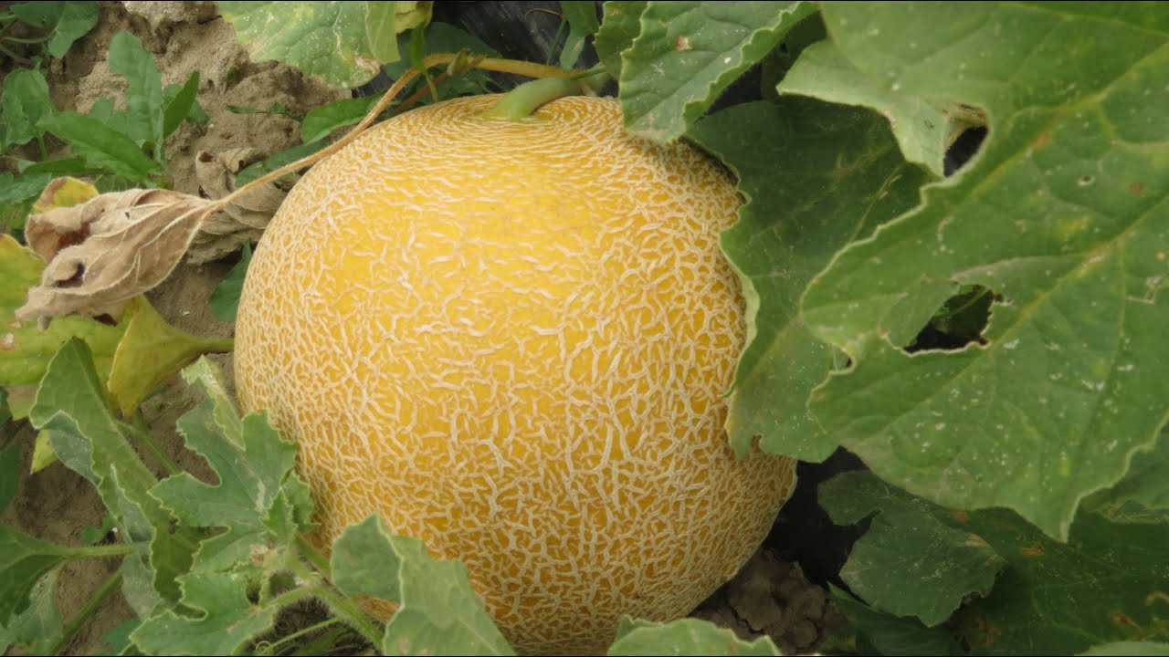 احسن سويهلة,سويهلة غرباوية جميلة,للحاجة وعندك الغرض تواصل معنا,swihla