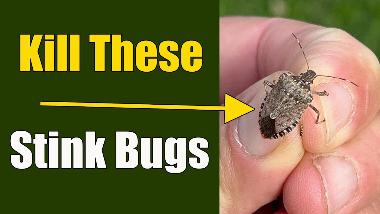 How to Get Rid of Stink Bugs in the House