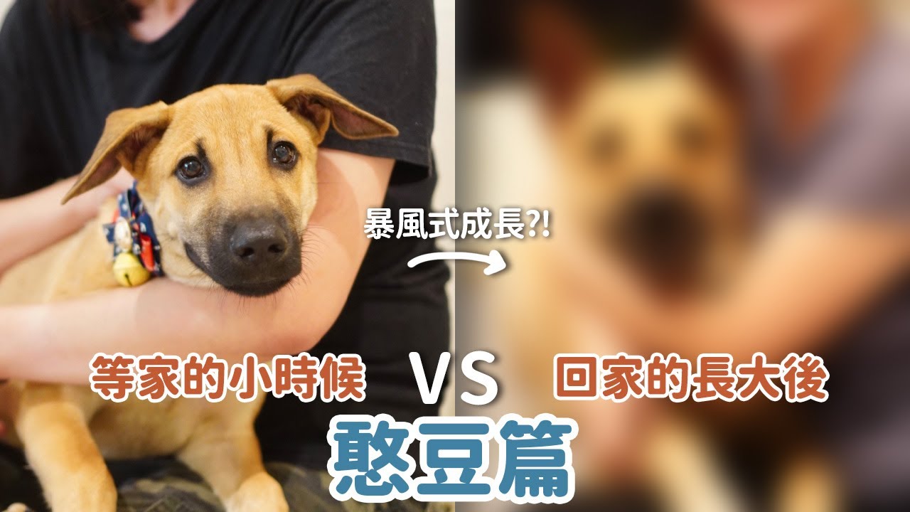 等家的小時候vs回家的長大後-憨豆篇