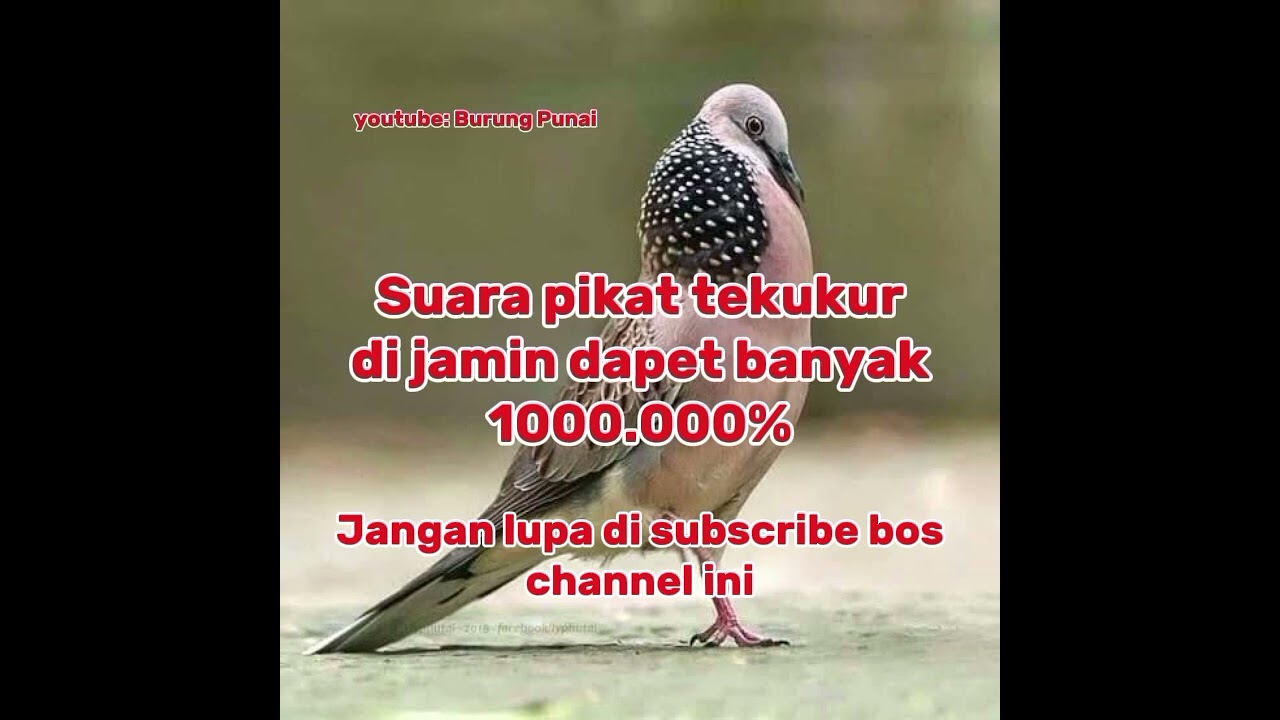 suara pikat burung tekukur/terkuku #tekukur #tekukursuarabesar#tekukurmania #pikatburung#suarapikat 