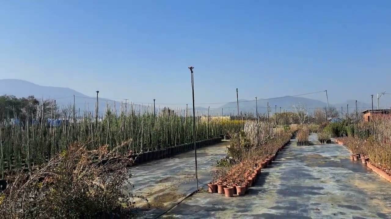Yeni yeri tekrardan incir fidan aldık, İncir çeşitleri!