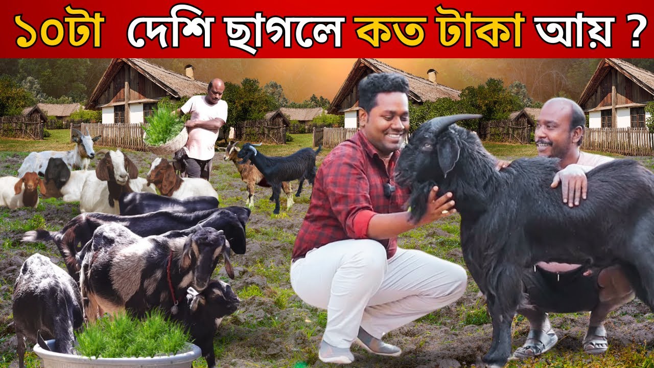 ১0টা দেশি  ছাগলে কত টাকা  আয় | Desi Chagol Palan | Goat Farming | ছাগলের খামার । Goat Farm