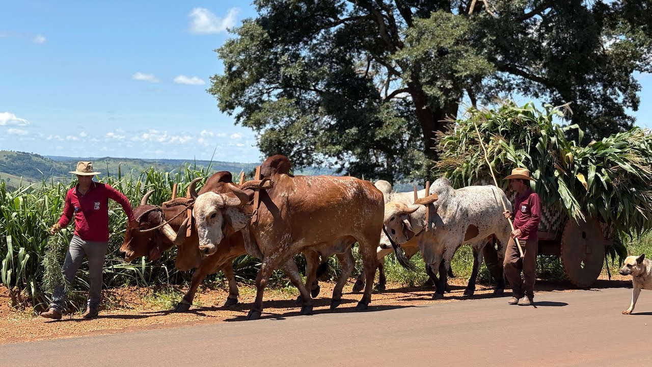 CARREANDO MILHO PARA ALIMENTAR AS VACAS LEITEIRAS