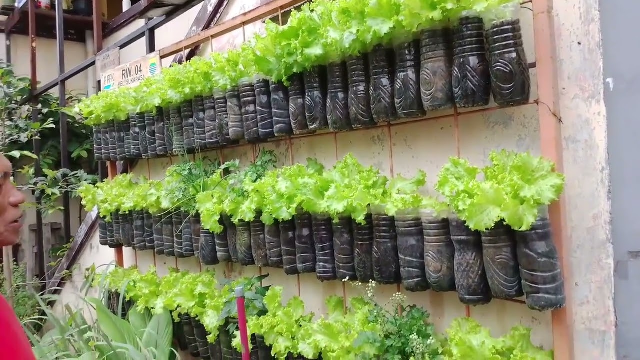Berkebun di halaman rumah 
