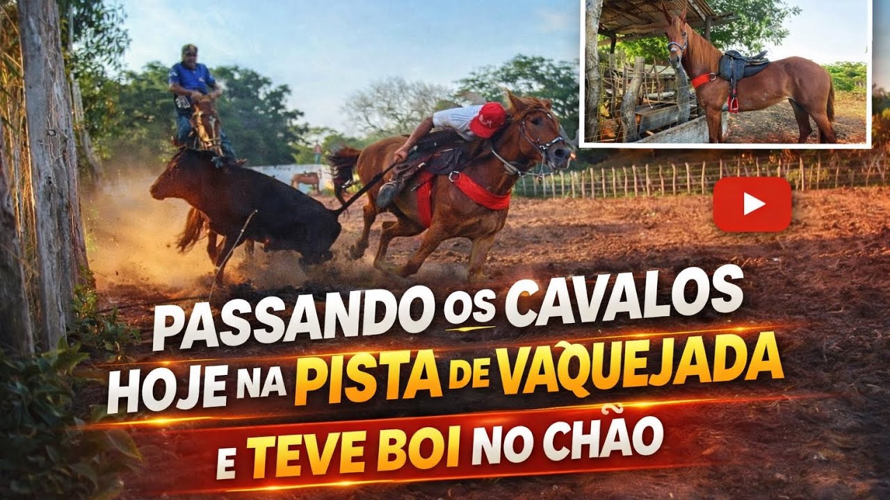 HOJE PASSAMOS AS ANIMAIS NA PISTA DE VAQUEJADA - TEVE BOI NO CHÃO - O VAQUEIRO E INICIANTE DE TUDO!!