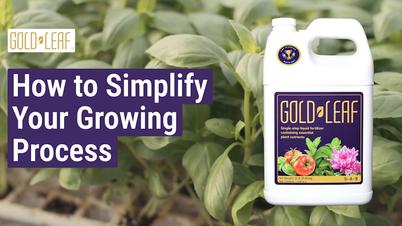 How to Simplify Your Growing Process with Gold Leaf Fertilizer 🌱 All-In-One Nutrients