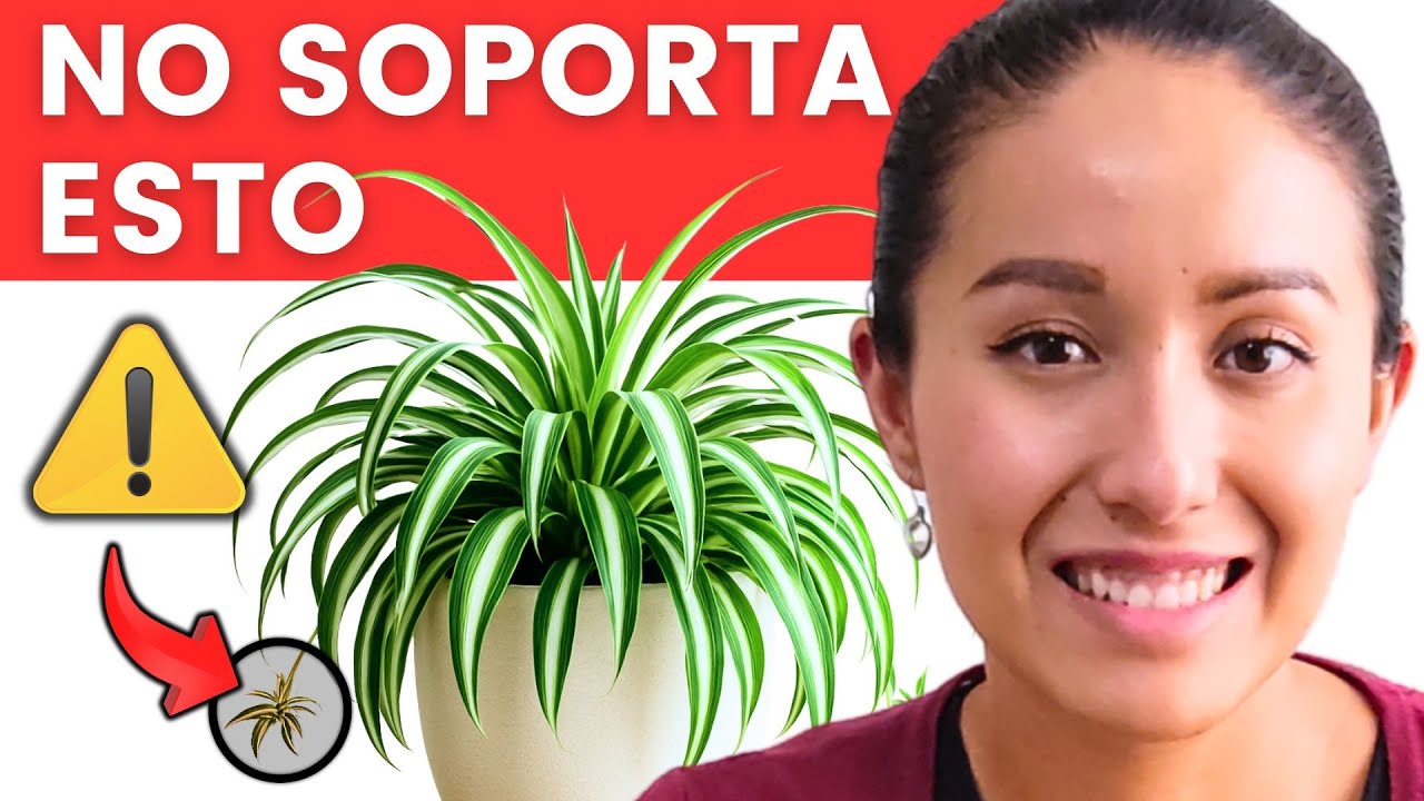 Si tienes planta CINTA o MALA MADRE, cuídala como oro (POCOS saben esto)