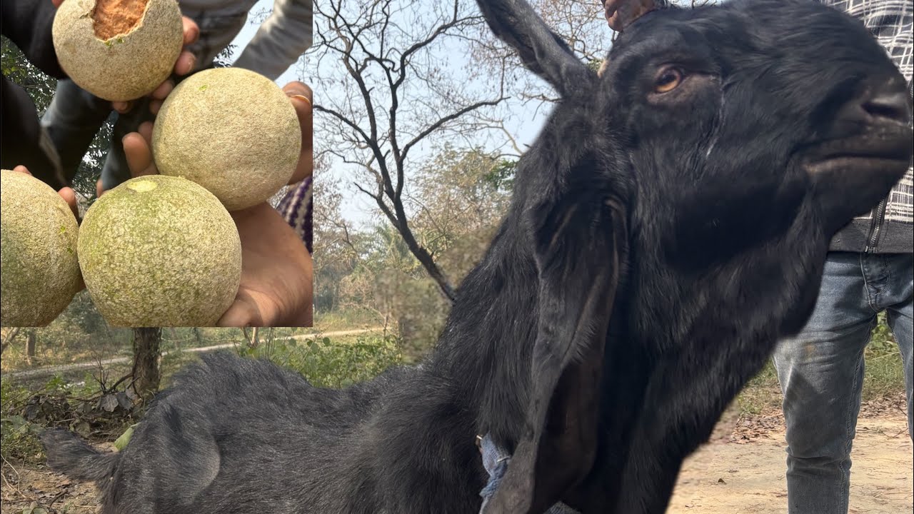 क्या बकरा 5 फीट खड़ा हो सकता है???😱|| फिर तोड़े जंगली फल (कैत )
