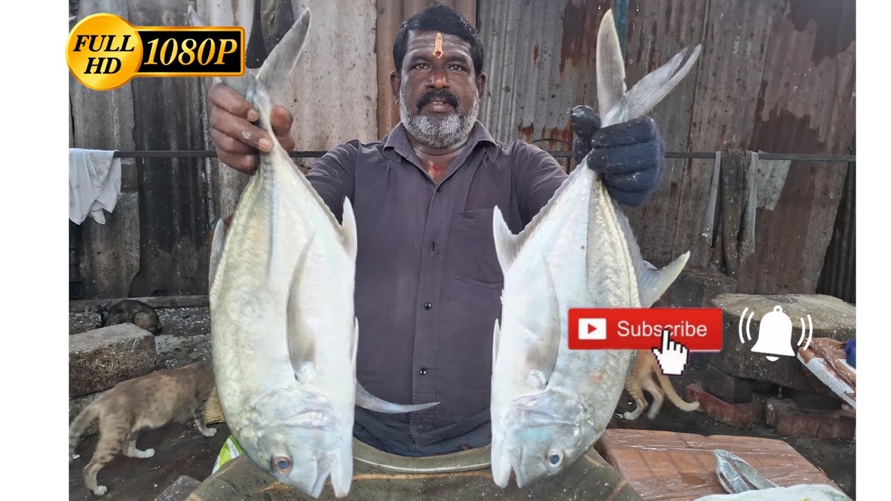 தேங்கா பாறை மீன் - Mr.Chandran full cutting video watch & Subscribe @CuteCut-R2L