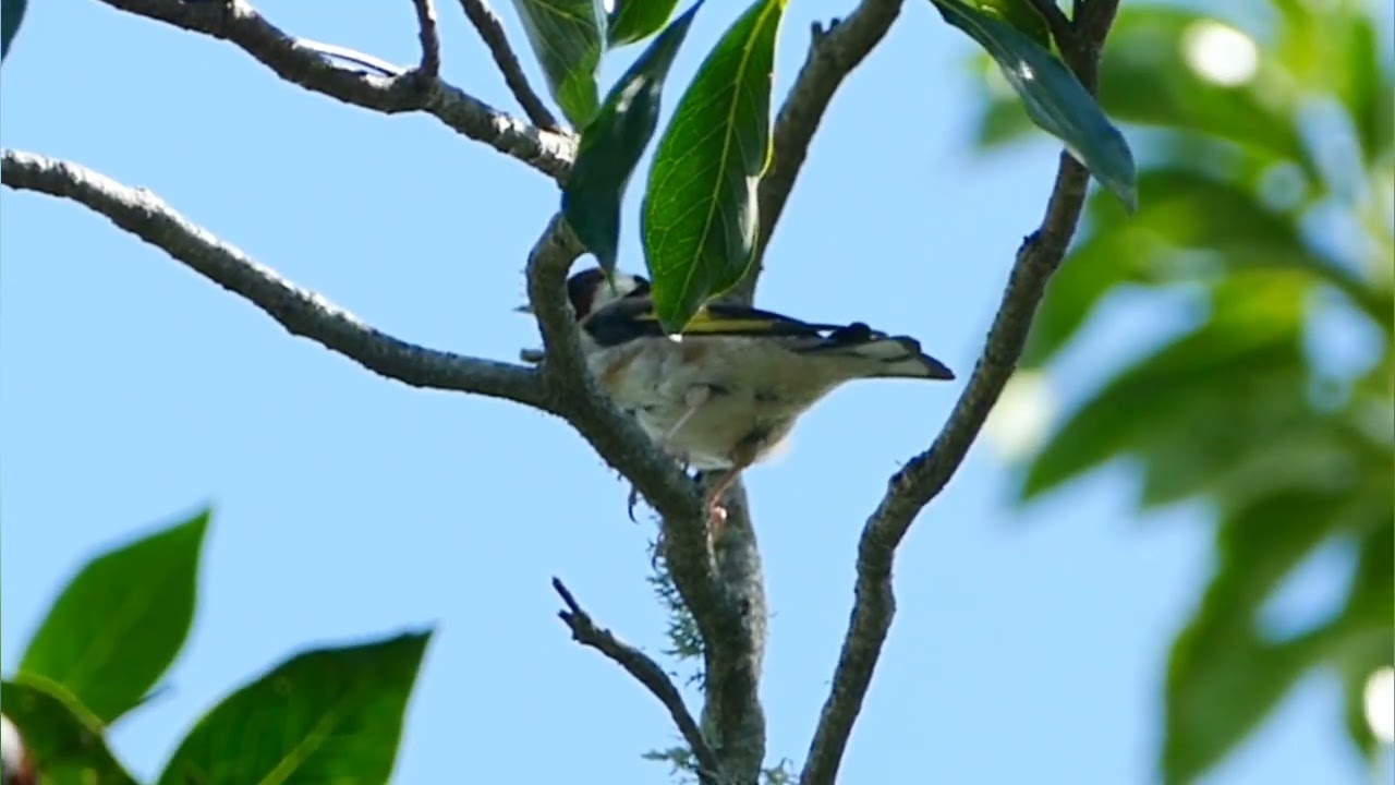 NZ Goldfinch feeds Fledgling