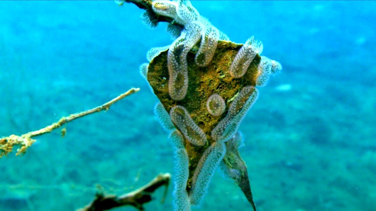 Germany's Hidden Underwater World - Rivers, Lakes and Secret Wildlife